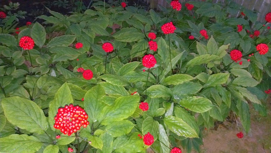 Женьшень пятилистный