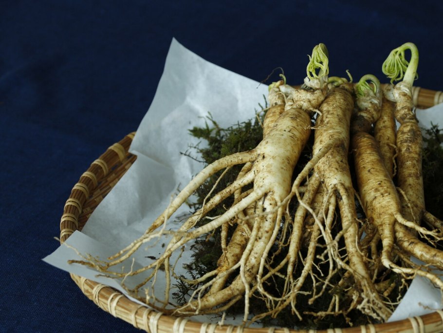 Панакс ложный женьшень