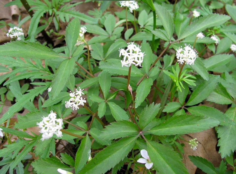 Женьшень Панакс