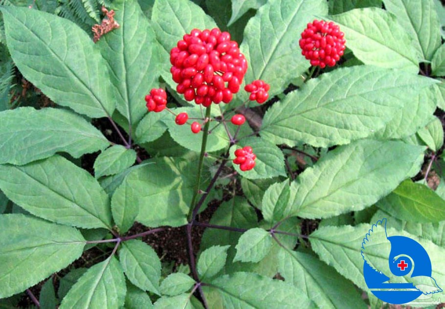 Женьшень Чанбайшаньский