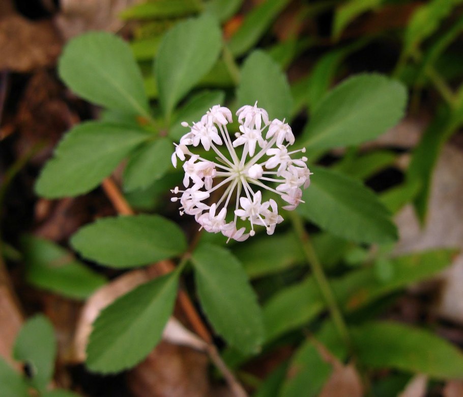 Женьшень Дальневосточный