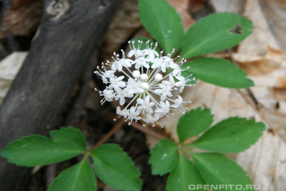 Женьшень пятилистный