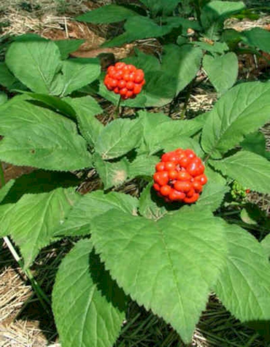 Женьшень растет