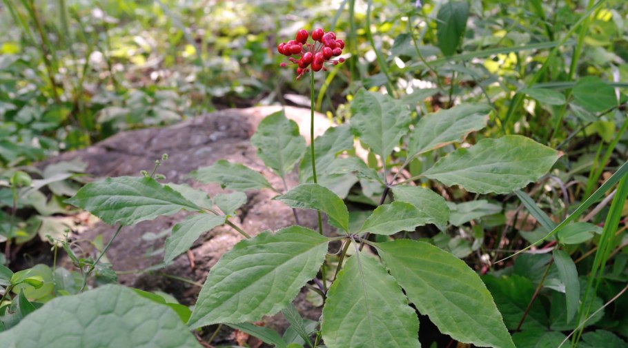 Женьшень настоящий (Panax Ginseng)