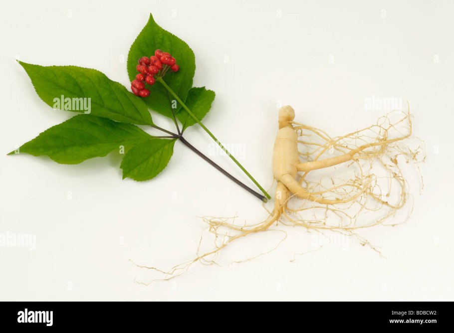 Panax Ginseng root extract