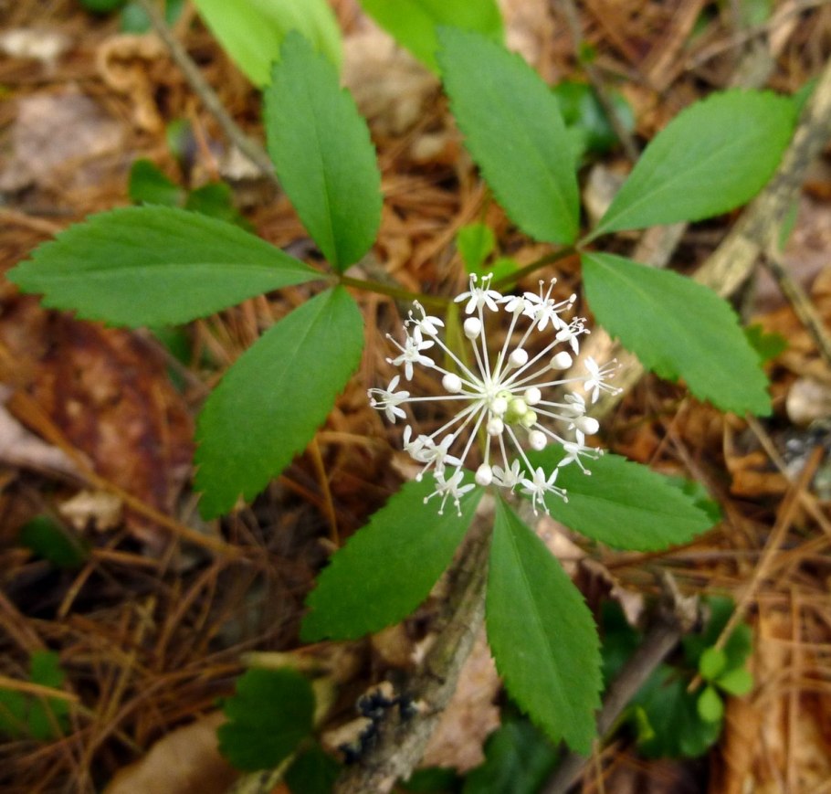 Bionaturica женьшень