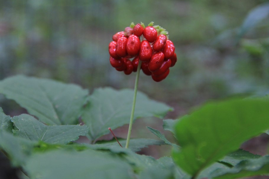 Женьшень цветение