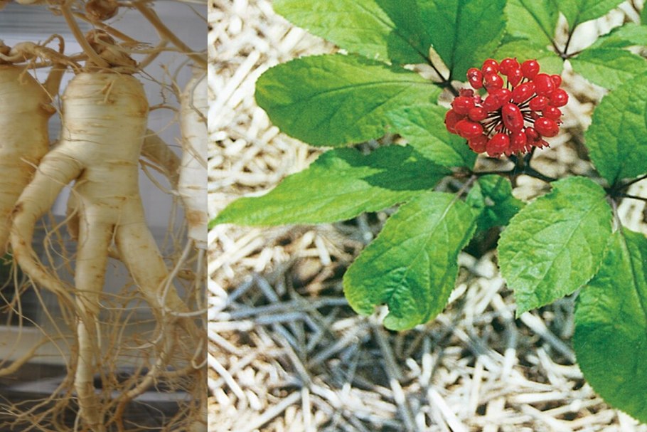 Женьшень Дальневосточный