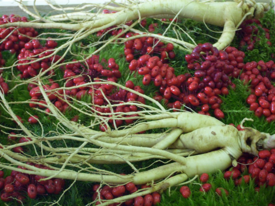 Женьшень Дальневосточный