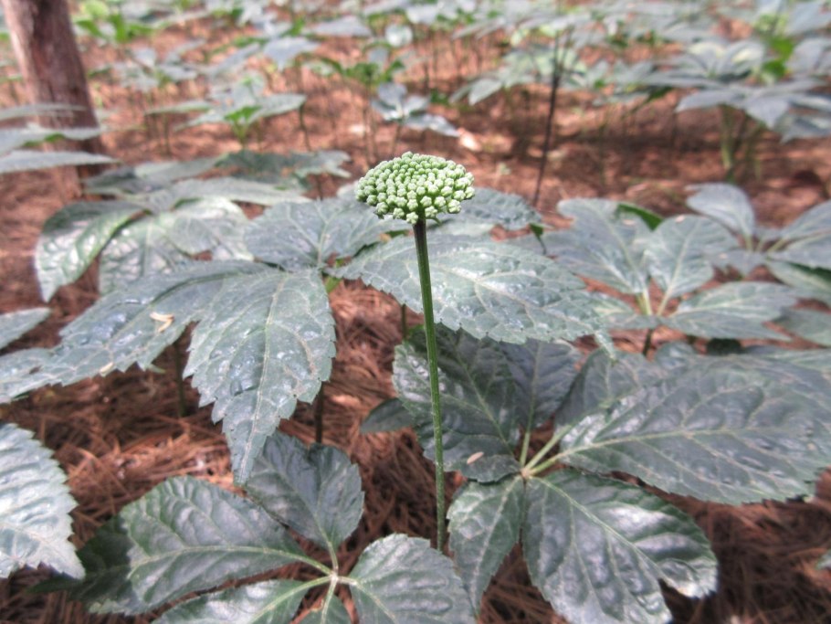 Женьшень Панакс