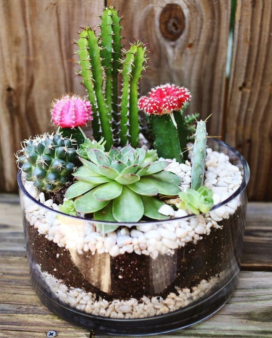 Кактус опунция суккулент