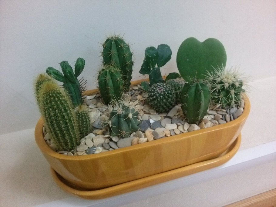 Cactus Pot горшки кактусы Суккуленты