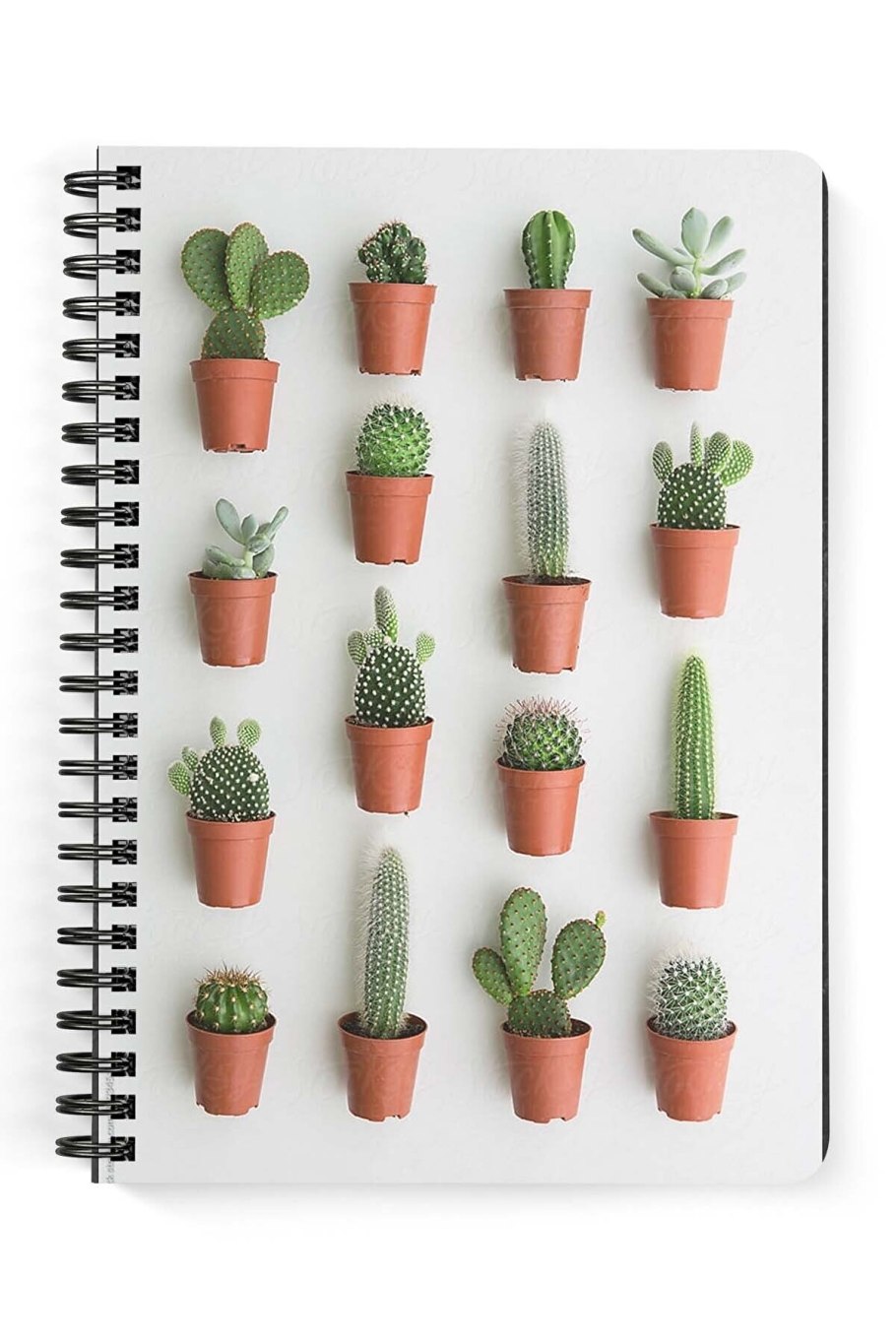 Комнатные растения Суккуленты кустистые