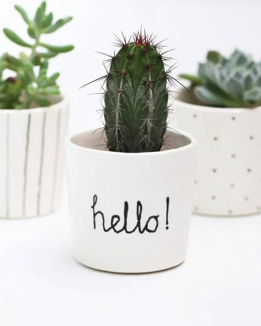 Красивые маленькие кактусы