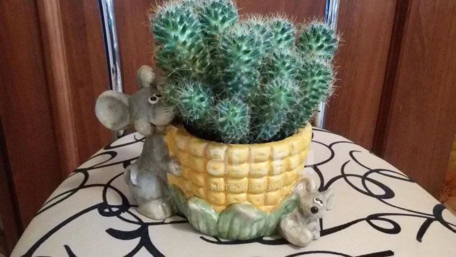 Кактус в белом горшке