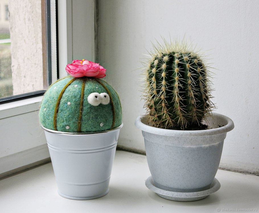 Кактусы Эстетика Пинтерест