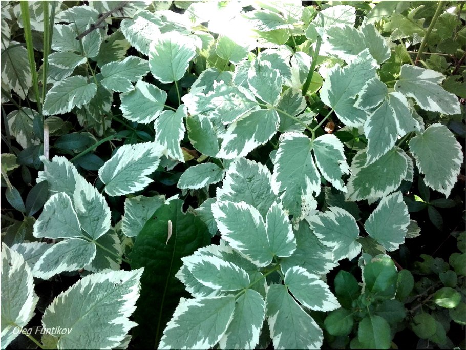 Сныть Вариегата