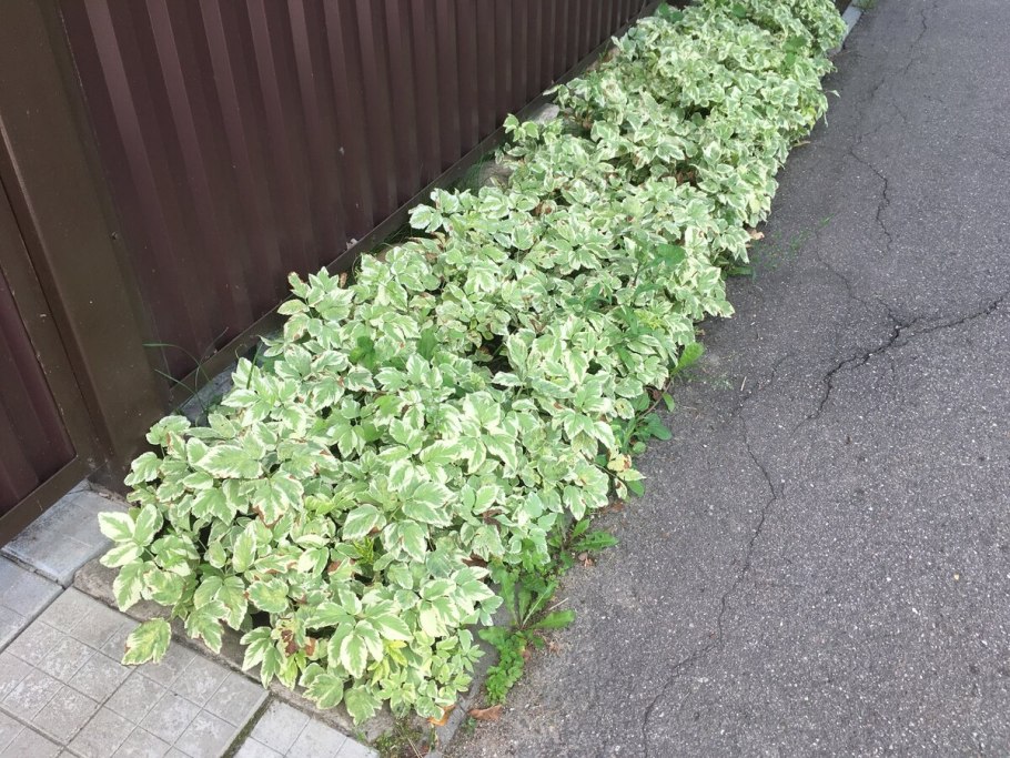 Сныть вариегатная