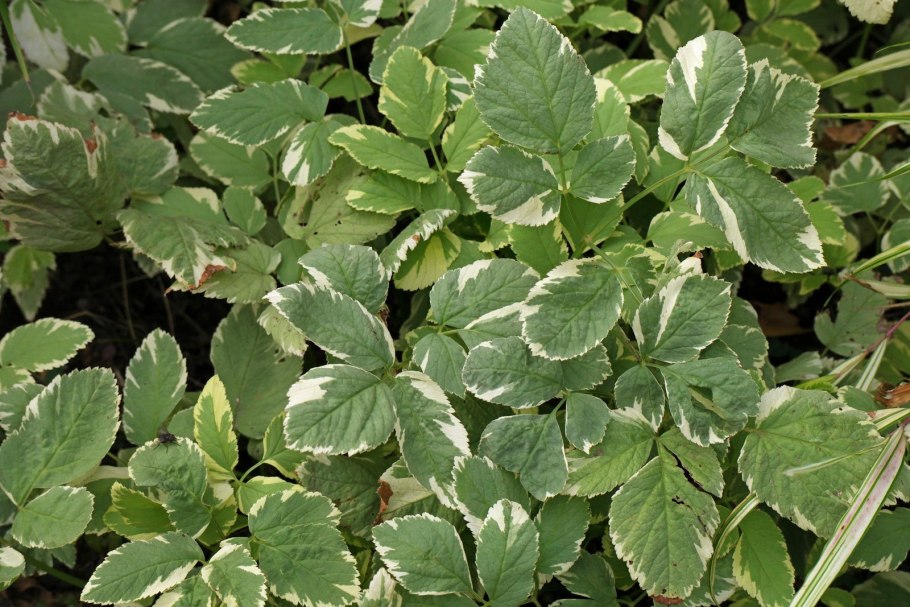 Почвопокровные растения - сныть