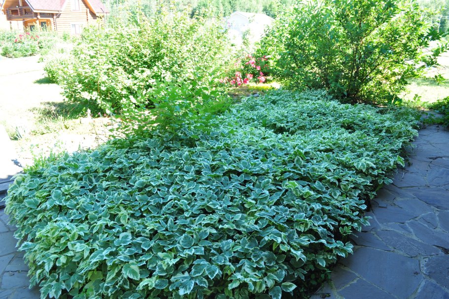 Сныть обыкновенная variegata