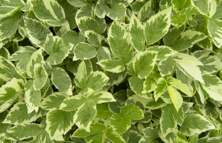 Сныть декоративная пестролистная в ландшафтном дизайне фото