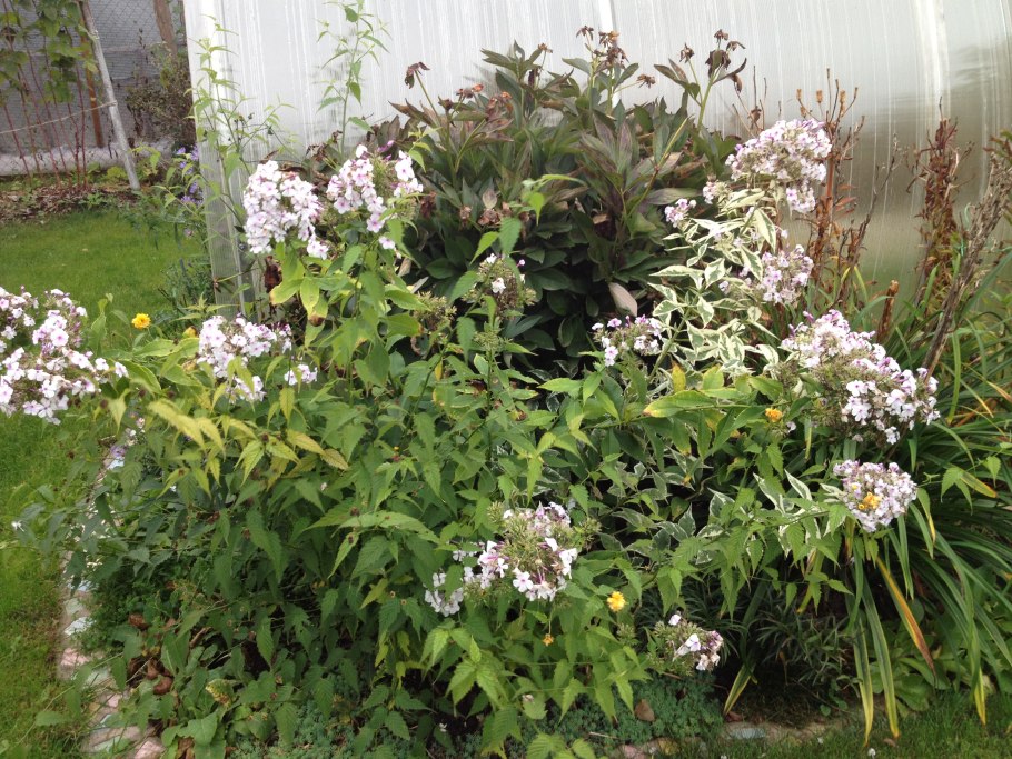 Сныть обыкновенная Варигатум