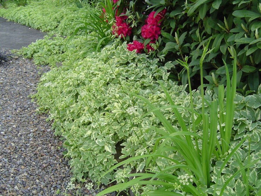 Суставник трава