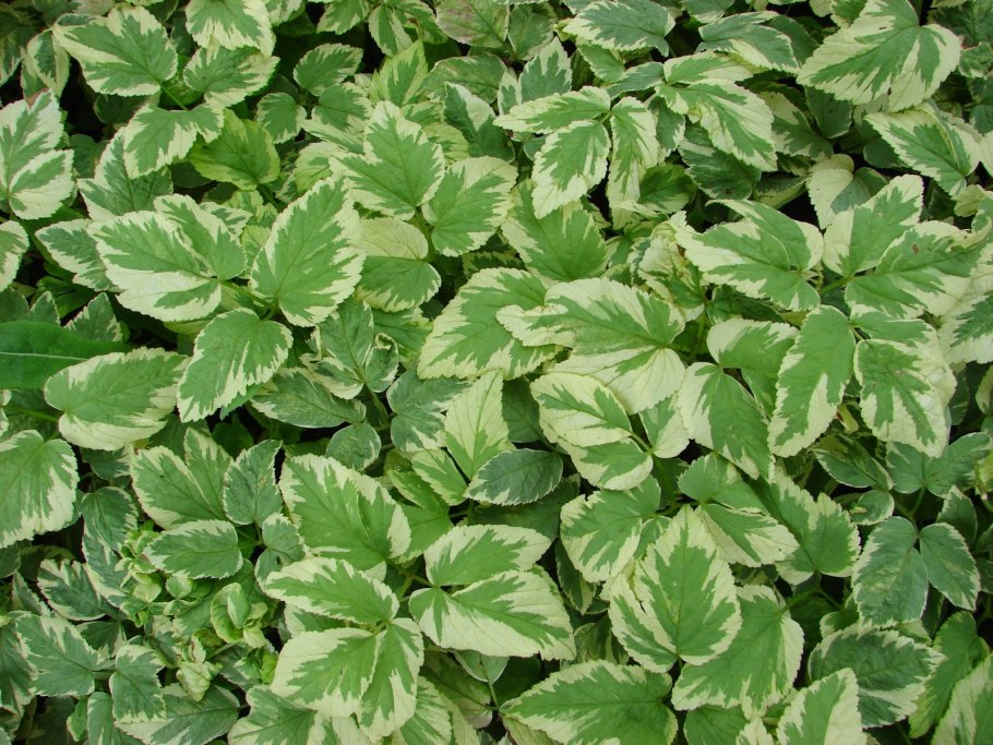 Сныть вариегатная купить в Ярославле