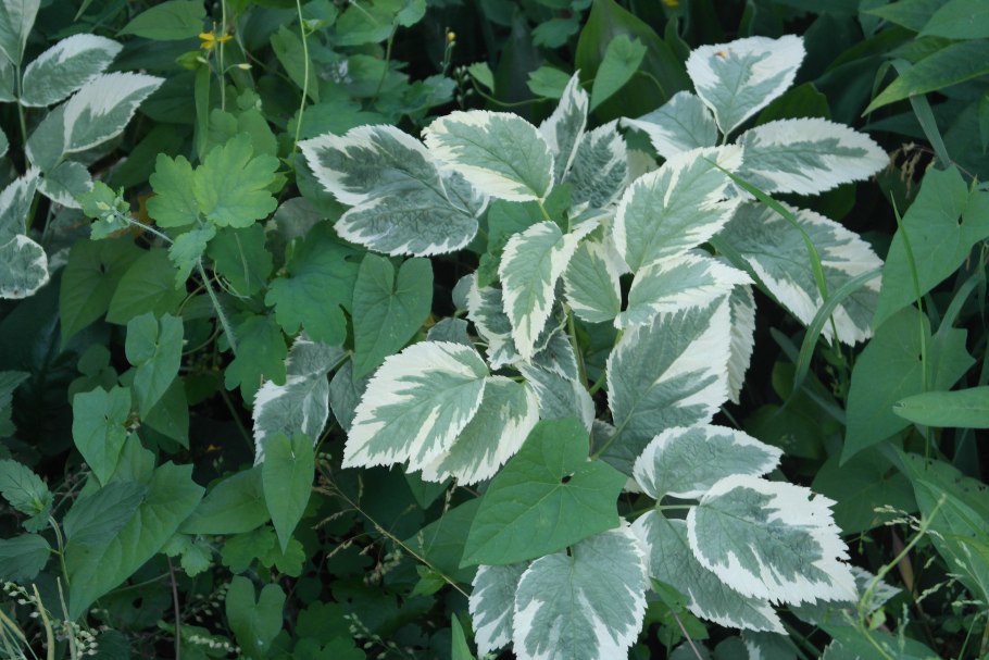 Сныть пестролистная