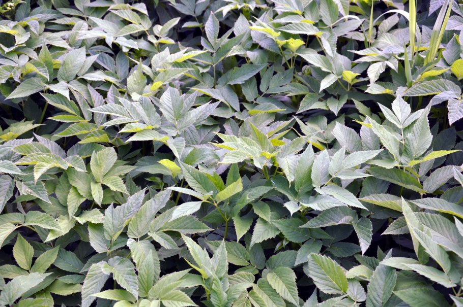 Сныть семена