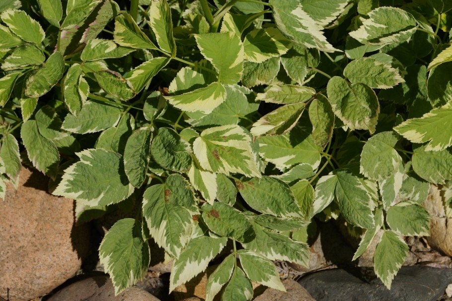 Сныть Вариегата