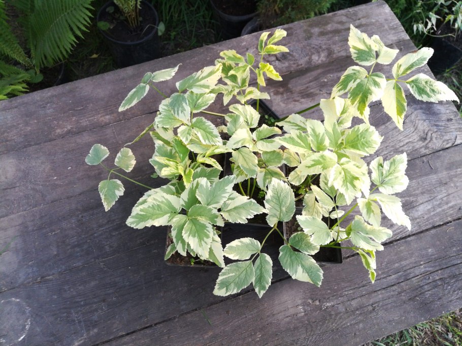 Сныть пестролистная