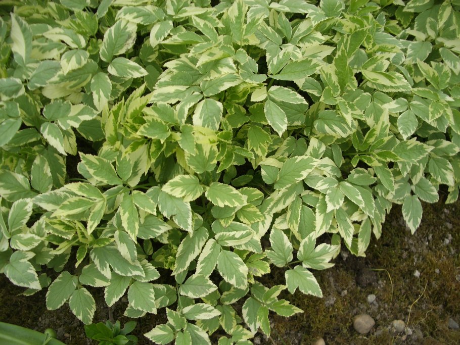 Сныть обыкновенная осенью