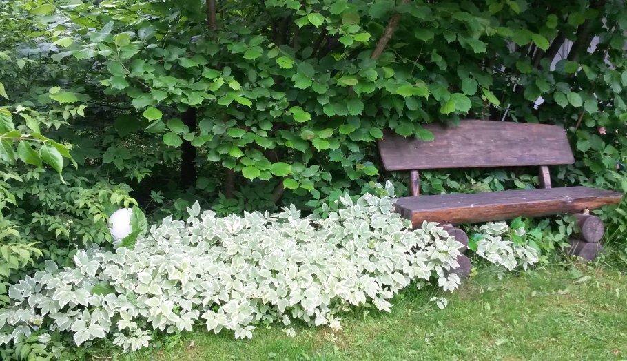 Сныть обыкновенная Вариегата