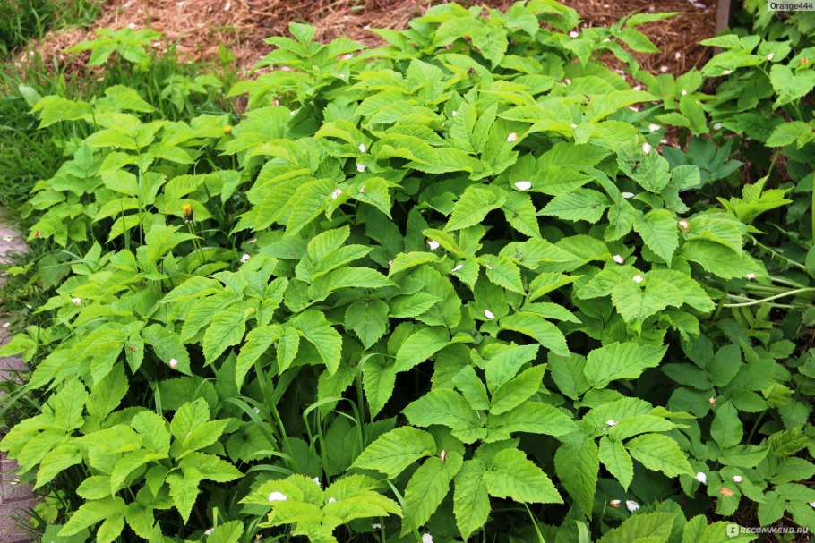 Дерен и сныть