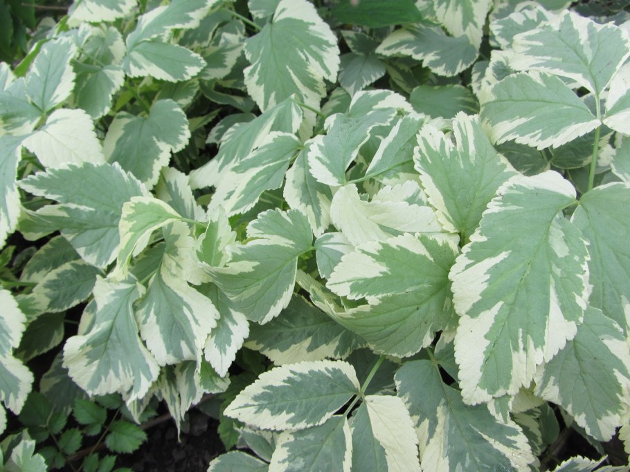 Сныть декоративная