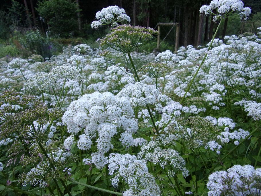 Сныть бордюрная