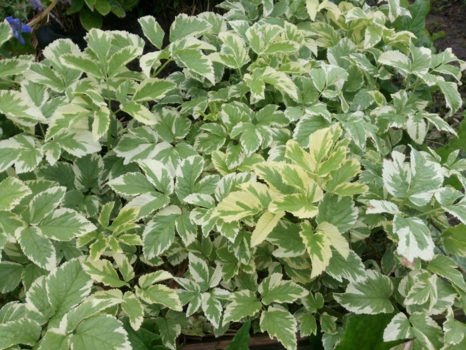 Сныть обыкновенная variegatum