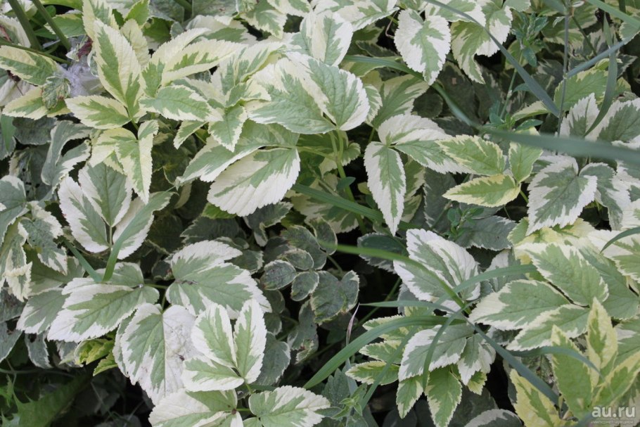 Сныть обыкновенная variegata