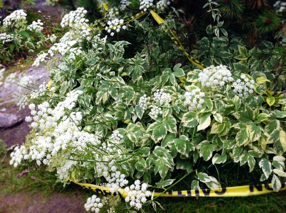 Куст дерен пестролистный