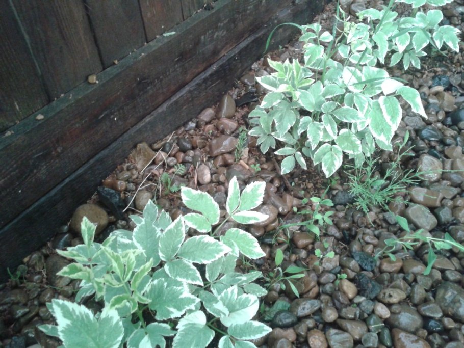 Сныть белоокаймленная