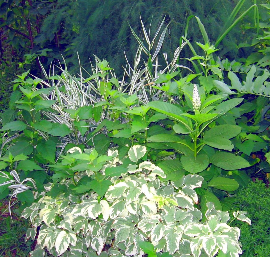 Сныть почвопокровник