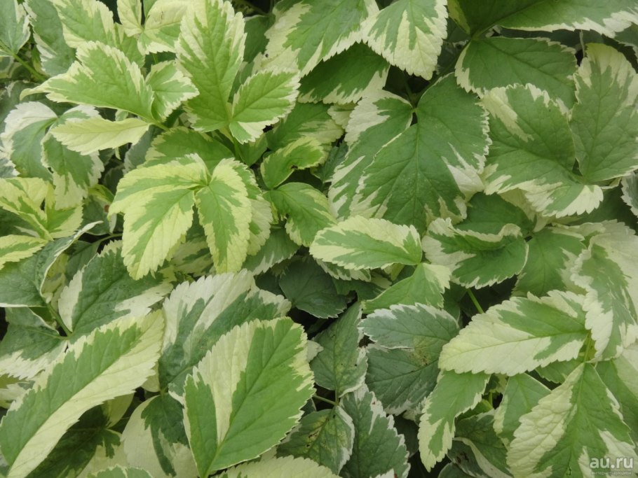 Сныть белоокаймленная