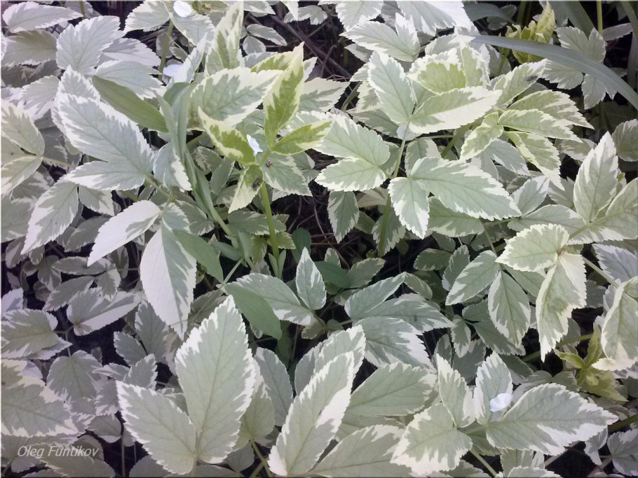 Сныть Вариегата (Aegopodium podagraria variegata)