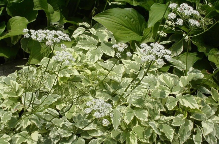 Сныть Вариегата