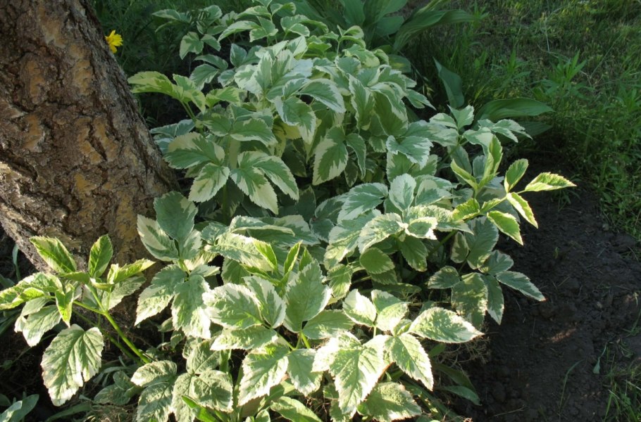 Сныть вариегатная