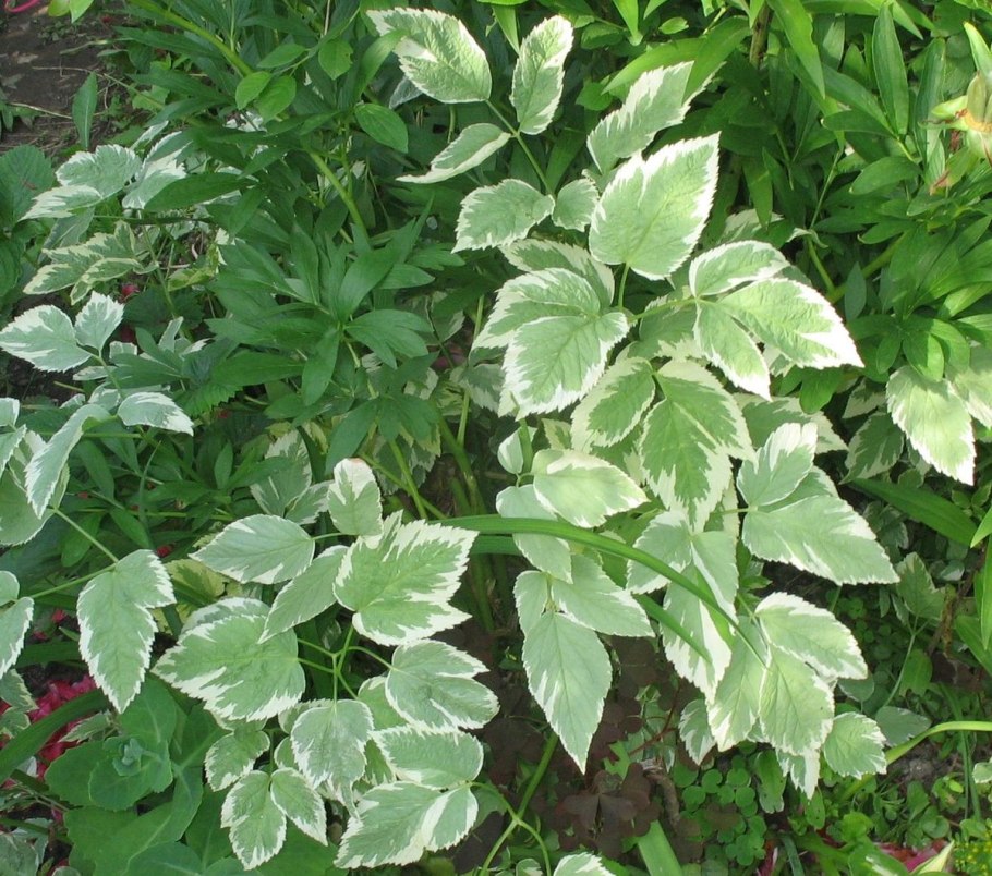 Сныть обыкновенная Вариегата