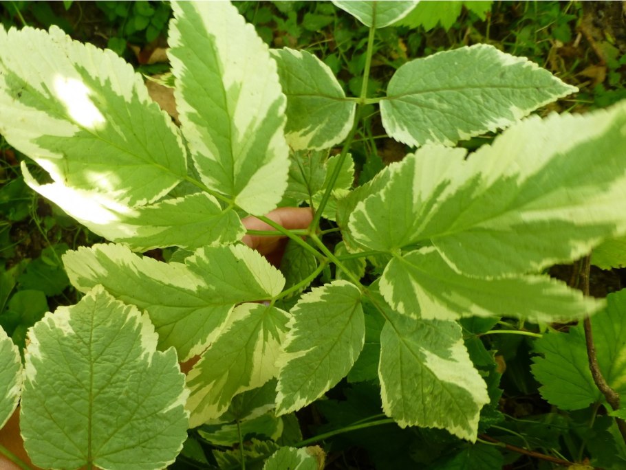 Сныть обыкновенная Вариегата