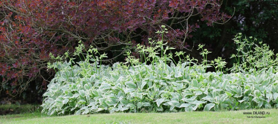 Хоста и монетчатый вербейник к
