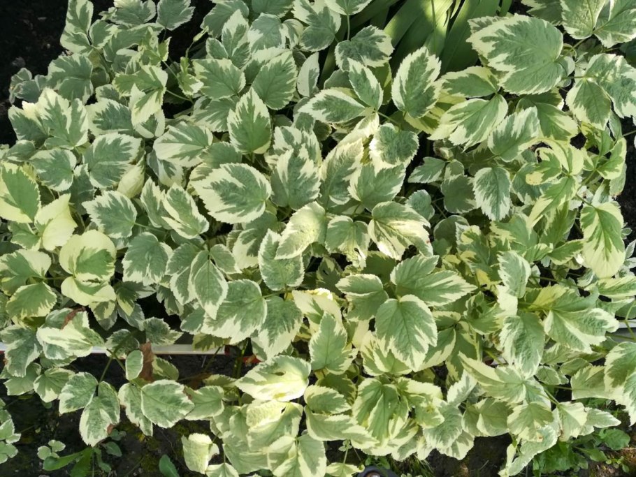 Сныть обыкновенная Вариегата